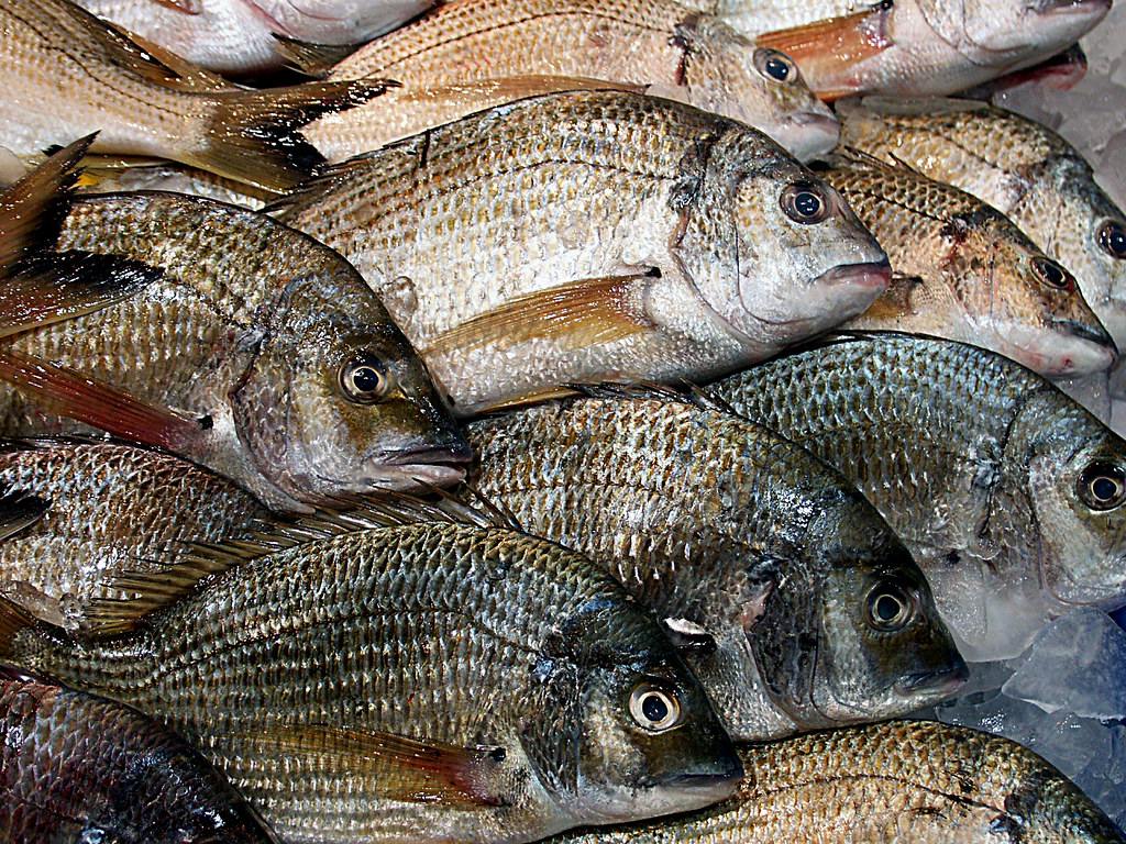 Pescado salvaje recién llegado de lonja